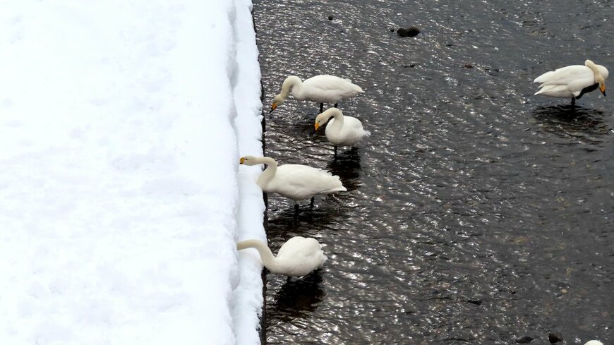 2匹そろって雪に突っ込む白鳥