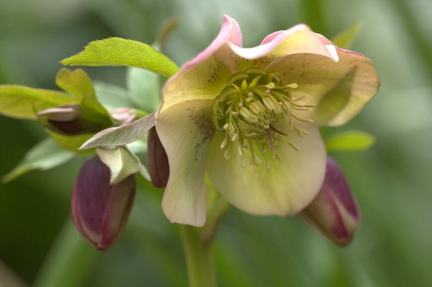クリーム色の花をうつむき加減に咲かせているクリスマスローズ