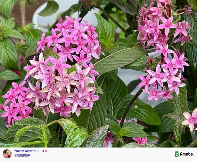 假屋崎省吾の公式ブログ投稿