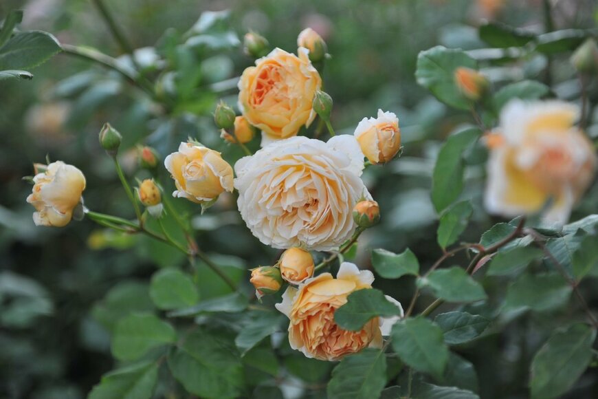 アプリコットカラーのバラの花が咲いている