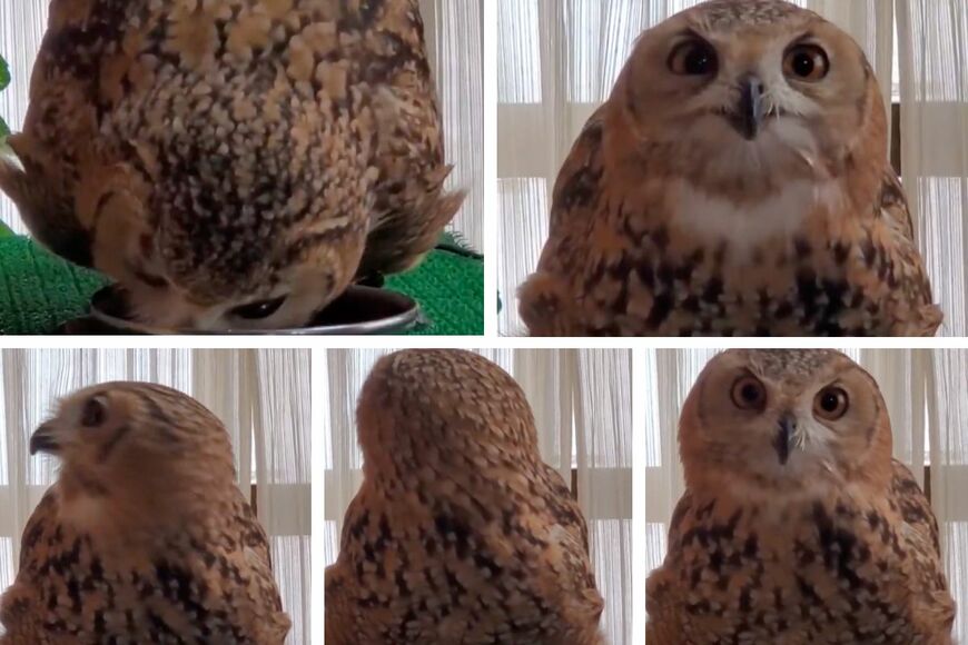 投稿動画のワンシーン