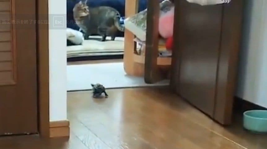 最後はカーペットの段差に引っかかるというまさかのオチ