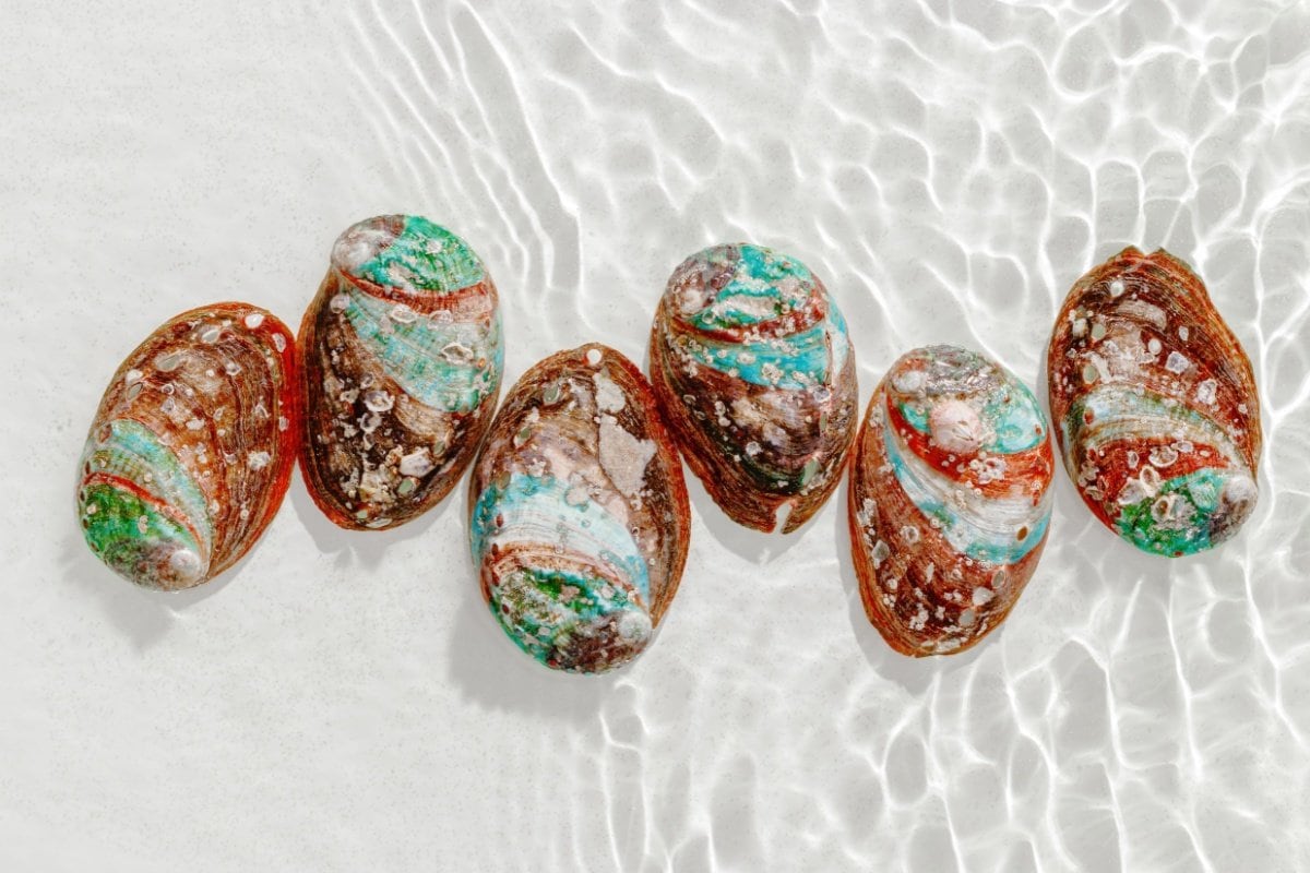 職人が手作業で仕上げた螺鈿細工 芸術的な美しさに「すごい！欲しい