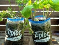 ジップロックでにんじんとごぼうを栽培したら？収穫後のまさかの姿に「これはすごい」「立派すぎる」