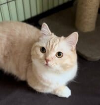 飼い主が猫の気を引こうとした結果→予想外の展開に爆笑の嵐「ウケるw」