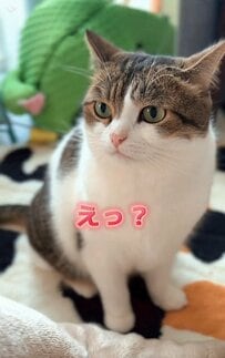 【これは仕方ない】「寒いから出たくない」引きこもってしまった猫ちゃんの姿に注目