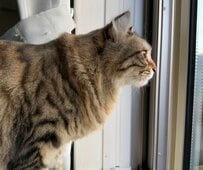 真剣な眼差しで「ニャルソック」！ローテーションで「自宅警備する猫たち」にほっこり