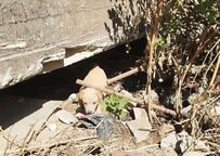 壊れた家屋の深い穴に取り残された「母犬がいない子犬たち」を救出 “翌日”母犬が発見され、再会を願う声が高まる