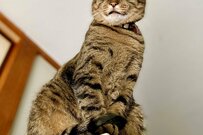 元保護猫さんの成長姿が話題「猫神様」「神々しい笑み」驚きの声