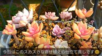 【多肉植物寄せ植え】グラプト系多肉植物の寄せ植えを仕立て直したら超可愛くなりました！