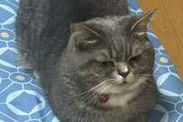 悪さをして「飼い主に連行された」猫さん　あまりにも不本意そうな顔に「絵本に出てきそう」