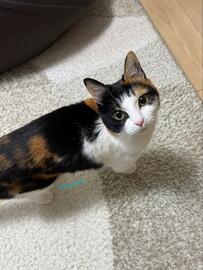 「人慣れ抜群の童顔な美人猫」がくつろいでいる様子を見てみると……「とろ～ん」→いつもとのお顔のギャップに注目！