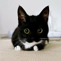 普段は可愛い元保護猫ちゃんがオバケに！？怖くも可愛い姿にメロメロになる人が続出！