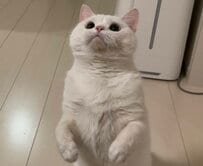 立ち上がって何かを見つめる猫ちゃん　きゅるんとしたお目目とぷっくりしたお口が可愛すぎて大人気