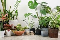 【観葉植物】おしゃれで人気！個性的なインドアグリーンおすすめ5選