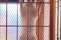 「めっちゃツボ（笑）」ムササビの滑空？猫さんの写真が話題