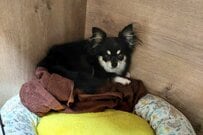 臆病で隅っこにいた保護犬の3年後　「まさかの姿」に思わず笑ってしまう