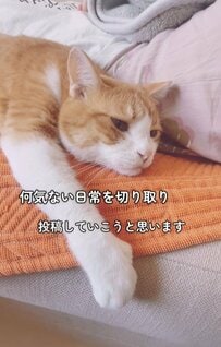 【癒し】甘えん坊な猫ちゃんの日常が晒される！？バブみがすごくてメロメロになる人続出！