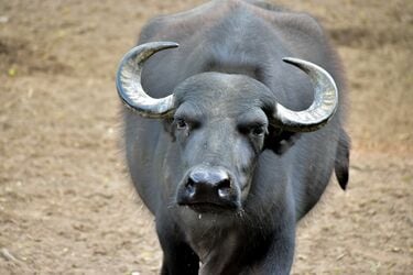 川沿いを散歩中に発見した「巨大な物体」に思わず目を疑う その後の