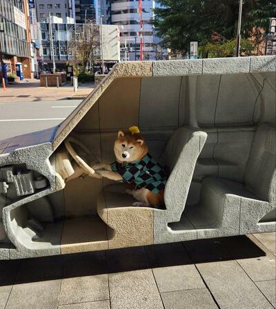 柴犬の茶々丸ちゃん