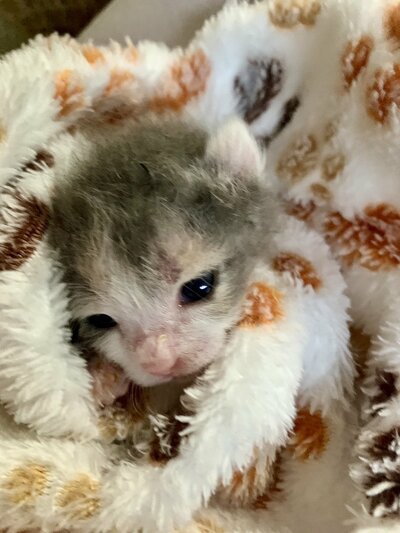 病院通いだった子猫時代