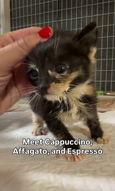 人の手に頭をなでられながら、こちらを見つめる子猫