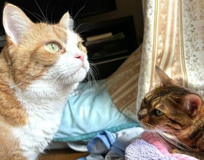ヒーローのように決める猫と冷静なジト目の猫