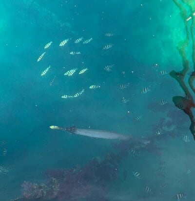 海の透明度が高く、魚がはっきり見えます