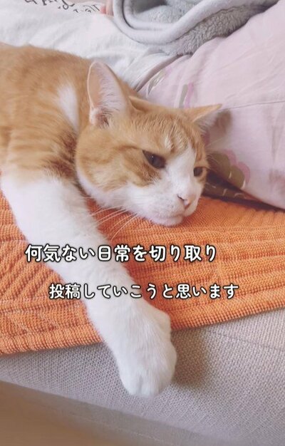 投稿動画のワンシーン