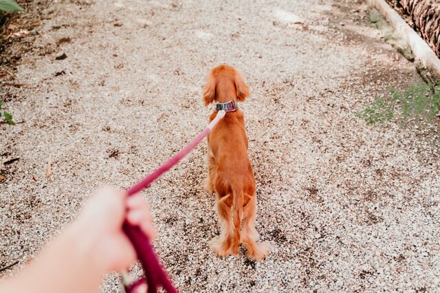何も考えずに選んだ服　愛犬との散歩中に起きた「まさかの展開」に10万いいね