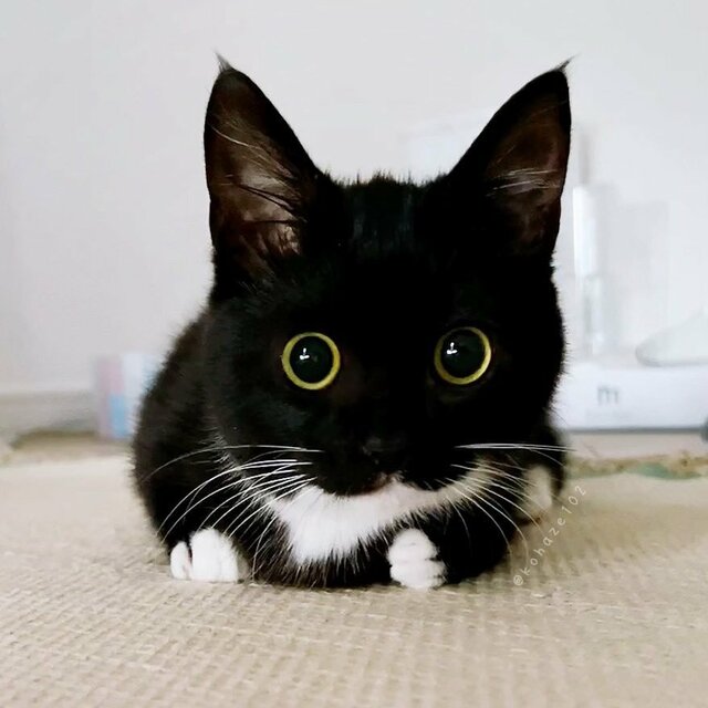 普段は可愛い元保護猫ちゃんがオバケに！？怖くも可愛い姿にメロメロになる人が続出！