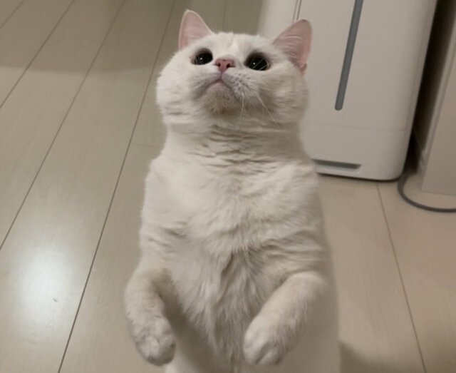 立ち上がって何かを見つめる猫ちゃん　きゅるんとしたお目目とぷっくりしたお口が可愛すぎて大人気