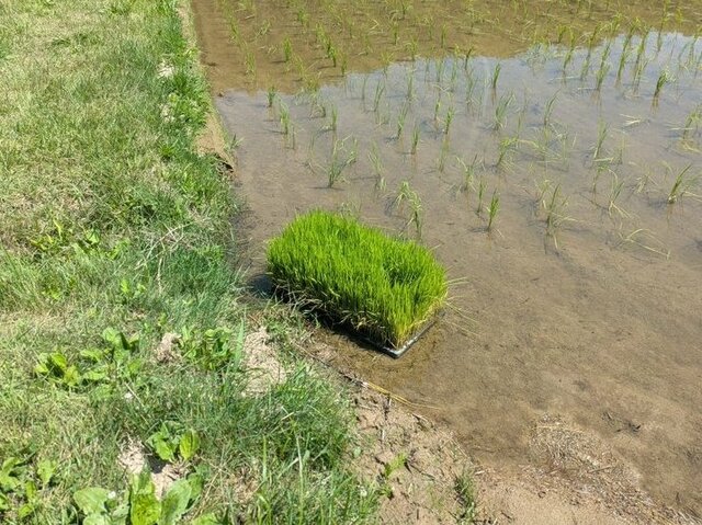 【佐渡の農家】カエルの産卵に悲鳴！？勘違いされた苗に「ただの草むらじゃありません！！」