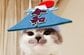 愛猫スコティッシュのさかもとちゃんと一緒に楽しむ「ごはんタイム」が羨ましすぎる…！