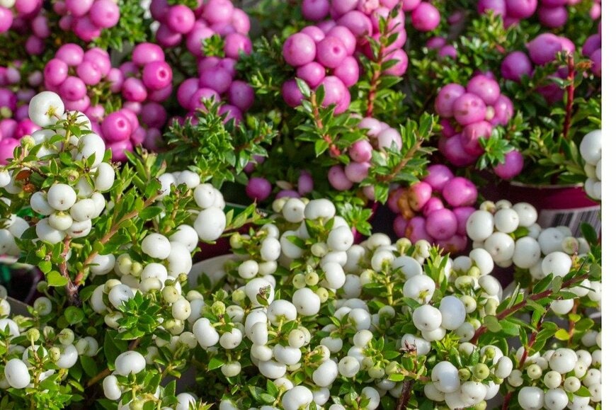 OlgaKorica/istockphoto.com