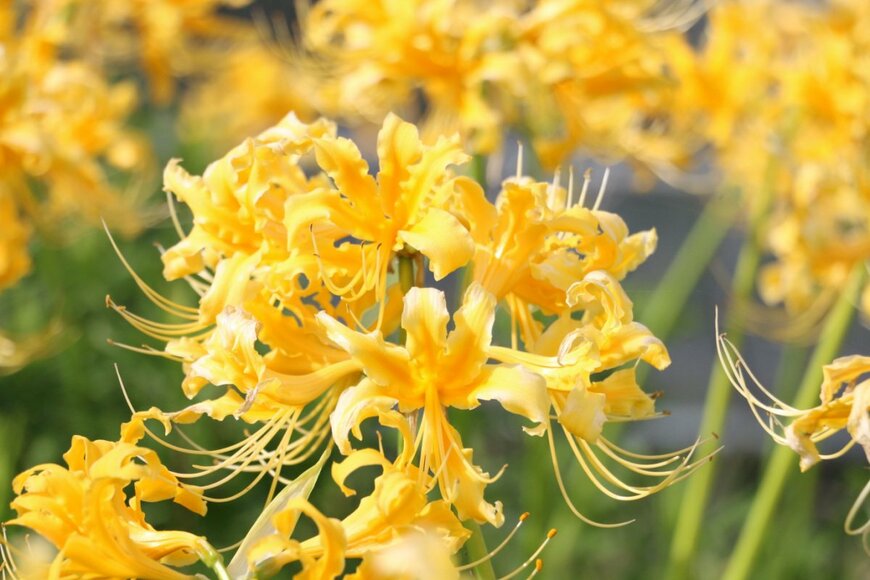 Honda0610/shutterstock.com