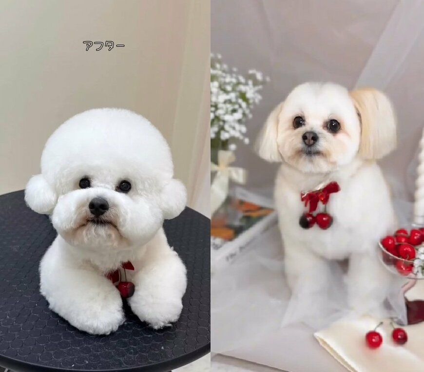 出所:misaki(@dogsalon_ma_cherie)