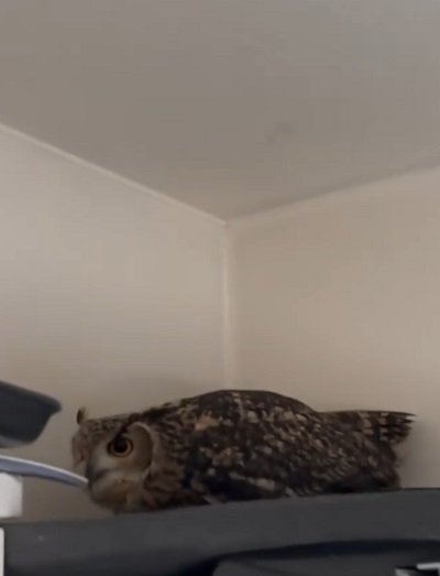 出所：@miracle_meg