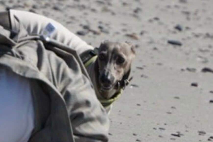 出所：@IGGY_PUTTO