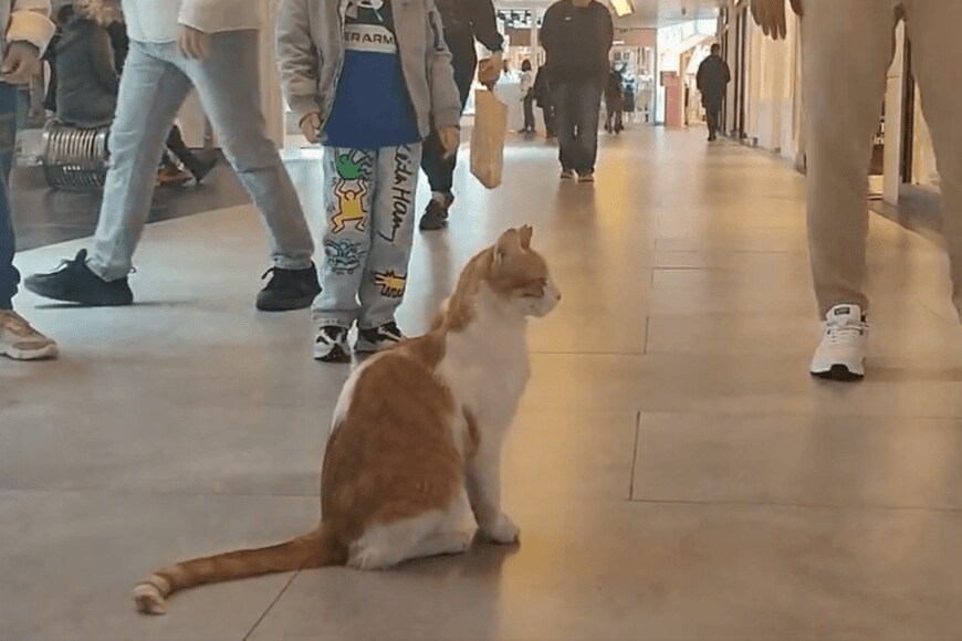 出所：@nekosanpoch