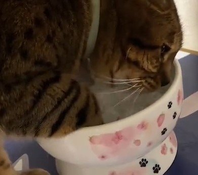 出所：@Beercat_Ana_Dar