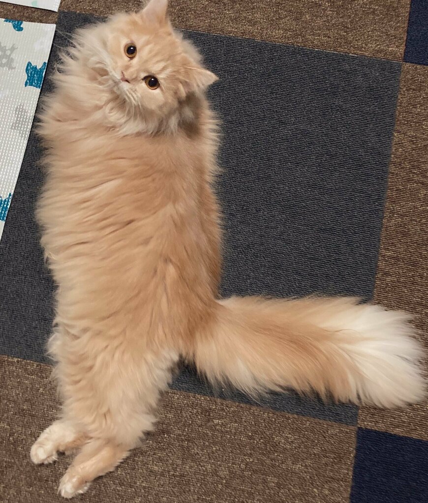 出所：@nyannyanSF