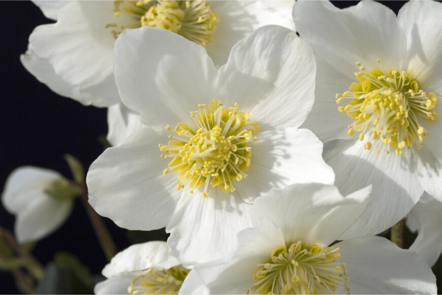 Manfred Ruckszio/shutterstock.com