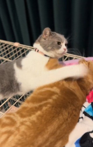 姉妹猫のケンカが始まっちゃった！と思いきや…？2匹のじゃれ合いにほっこりするユーザー続出！