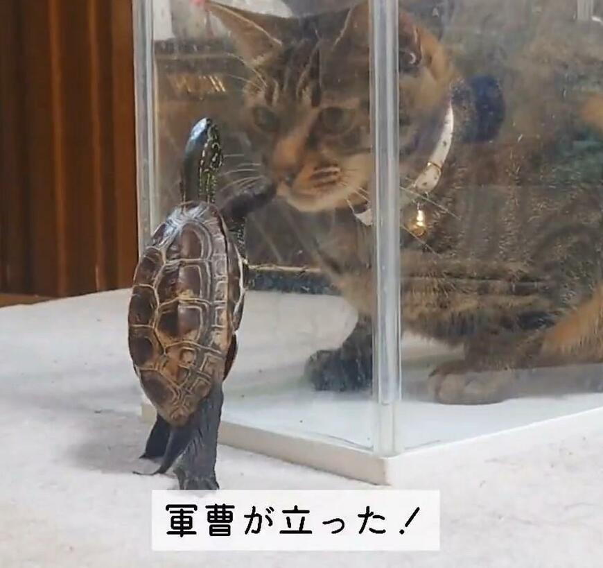 大好きな「推し」のために起立したカメ　猫とカメによる「まさかの展開」にホッコリ　