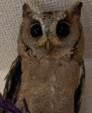 出所：@purinon2929k