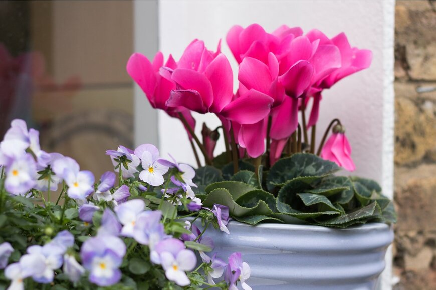 Olga Gorevan/Shutterstock.com