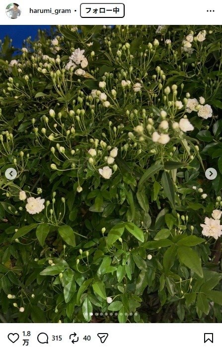 出所：栗原はるみのInstagram（＠harumi_gram）　参照日：2026年4月8日