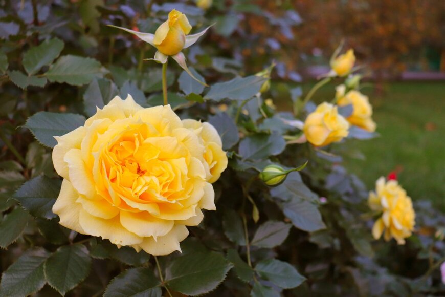 bearma/shutterstock.com