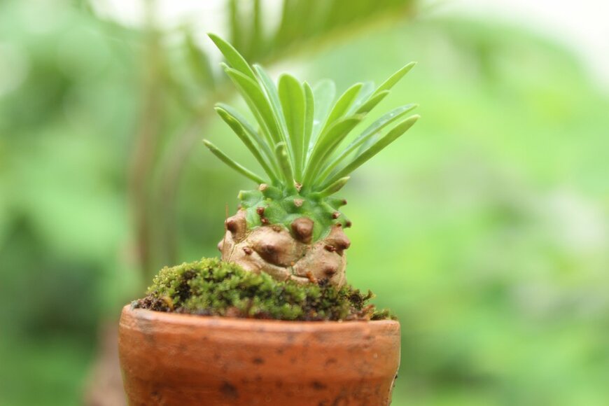 Natthawat Chanapia/Shutterstock.com